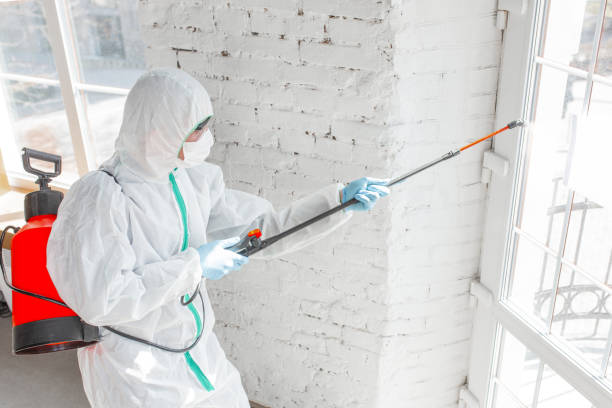 Best Attic Mold Removal  in Csar Chvez, TX